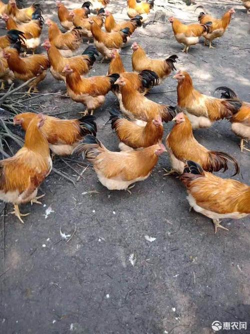 三黃雞苗 公